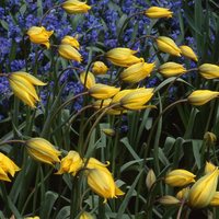 Tulipa sylvestris  Photo: J. Amand